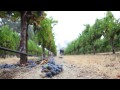 rob davis talks about rio lago vineyard