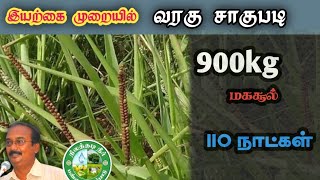 இயற்கை முறையில் வரகு சாகுபடி #kodomillet Farming #brittoraj