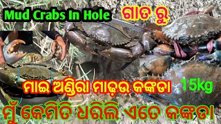 Fast Time 15kg କଙ୍କଡା ଧରିଲି // Unique Way Hole // Handling Crabs // 15 kg // Mud Crabs // #Catching.