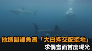 他造間諜魚潛「大白鯊交配聖地」　求偶畫面首度曝光－民視新聞