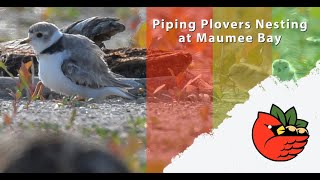 Endangered Piping Plovers at Maumee Bay State Park