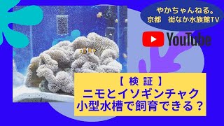 【検証】小型水槽で子供に大人気！ニモとイソギンチャクの長期飼育は可能か？