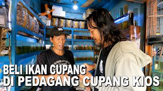 BELI IKAN CUPANG DI PEDAGANG CUPANG  KIOS