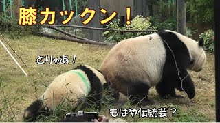 11/29シャオシャオもやった膝カックン！もうこれは上野の伝統芸になった？giantpanda @tokyo 上野動物園