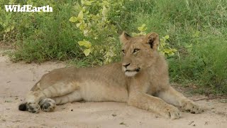 WildEarth - Sunrise  Safari - 18 Feb 2023