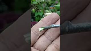 CUSTARD APPLE BARK GRAFTING | HOW TO CARE AND GRAFTING TREES