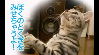 特技！おねだりが上手な猫が可愛い【アメショ猫】