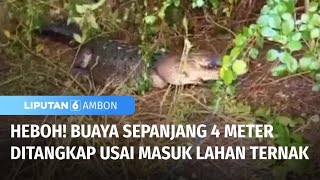 Heboh! Buaya Sepanjang 4 Meter Masuk Lahan Ternak | Liputan 6 Ambon