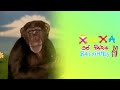 Xuxa Só Para Baixinhos 2 | Cinco Macaquinhos | Instrumental Oficial