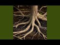 Roots Below