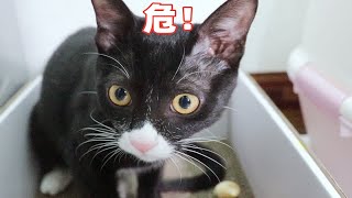 猫咪偷吃主人家零食，被当场发现后果断逃跑【第五十一期】