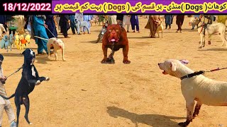 Famous Dogs Market Ki Haqeeqat | Pitbull Ny Kohati gultair par Attack kr dia | Pk Animals