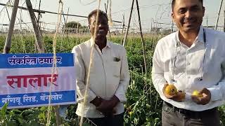 Nilesh Bhujade Presents : Excellent Performance of Tomato SALAAR (Nongwoo Seed India Pvt Ltd)