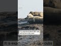 seals return to liaodong bay