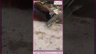 பறவை பாம்பு தலையில் கொத்தும் காட்சி #bird #snakehead |  Tamil News | Bhayamariyaan