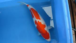 【Matsuda Koi Farm 松田養鯉場】DAN-19 紅白 Kohaku 59cm