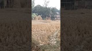 🌱🌎 পাওগাছা গ্রামের প্রাকৃতিক সৌন্দর্য#nature#viralvideo