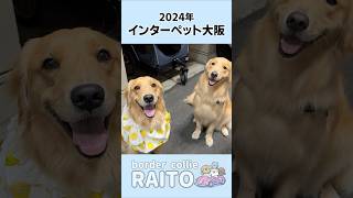 兄犬と離れてイベントに参加したゴールデンレトリバーの1日がこちら..#インターペット大阪2024