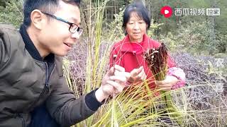 农二喜：农村大妈在山里找到一大颗草药，家有小孩挑食不爱吃饭的多了解