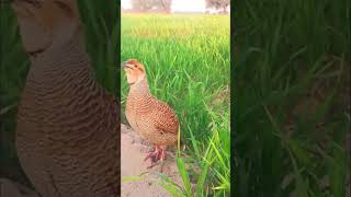 gray francolin dakhni teetar bird #shorts