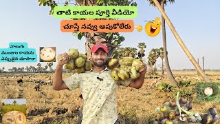 Taati Munjalu vlog in my village | తాటి ముంజలు | Ice apple | Palm fruits | #villagevlog #iceapple  |