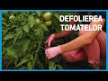 🍅 Defolierea Tomatelor | Ferma Marcoser