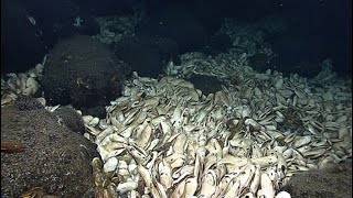 Camera 3: 2026 ROV Shakedown (EX2603)
