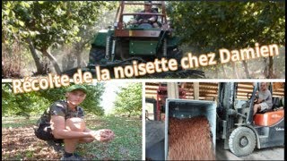 Récolte de la noisette chez Damien ( Lot et Garonne )