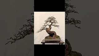 inspirasi bonsai unik