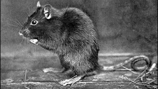 LEAK- Black Rat (with lyrics) #leakmusic #leaksludge #sludgemetal #leak