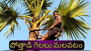 పోత్తాడి గెలలు మలిచే విధానం!!pothadi gela malavatam!!toddy videos!!gowdas videos!!