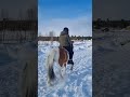 our college equine students’ visit to the swedish lapland kiruna ❄️