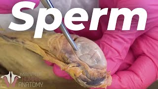 How Sperm Is Created