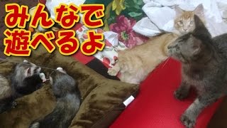 子猫もフェレットもみんなで一緒に遊ぶ【5Ferret1Cat】Playing kittens and ferrets in setaria【Cute dogs and cats】