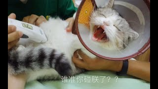 【月半汪】猫咪体检被剃毛气到绝望，场面一副无法控制…