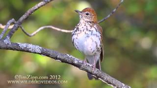 Wood Thrush