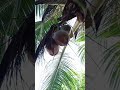 Amazing coconut fruit sprouted on a tree #shorts