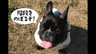 フレンチブルドッグのシイタケくん、階段を上るの巻　- Ctake of french bulldog, go up stairs! -