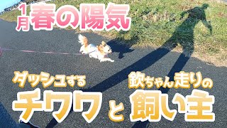 【1日限りのお散歩チャンス日】チワワお散歩のチャンス！春並みの陽気と休日が重なった日