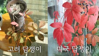 고려 담쟁이/미국 담쟁이(Virginia Creeper)/단풍이 예쁜 담쟁이 키우기