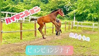 ハイテンションな仔馬ちゃん