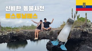 세계여행 EP79 [🇪🇨 에콰도르] 눈앞에서 펼쳐지는 신비한 동물사전, 갈라파고스 이사벨라섬  (세계여행, 남미여행, 갈라파고스, 이사벨라섬, 로스투날레스투어. 스노클링)