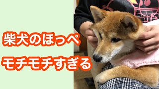 柴犬のほっぺがモチモチすぎる　#Shorts