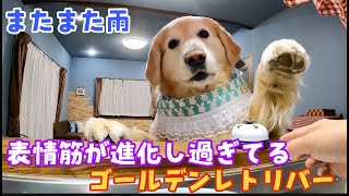 【またまた雨】犬が喜怒哀楽を表現し相手に意思を伝えられるって凄いこと　ゴールデンレトリバー