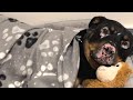 Rescue dog snuggles with toy for comfort