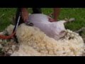 Mouton - comment tondre les moutons? Sheep