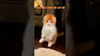 CUTE 🥰💕 BABY 😍🍼 CAT 🐈😺 ll Baby cat video l #shorts