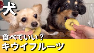 犬キウイフルーツ食べていい？/今日のおやつ[チワックスるなときなこ]