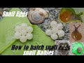 Snail Eggs Hatching || How to hatch snail eggs || Snail Eggs And Babies