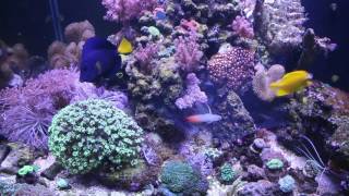 93 Gallon Reef Cube - Purple Tang, Yellow Tang - Chromis - Fishofhex 6500 Subscriber Contest